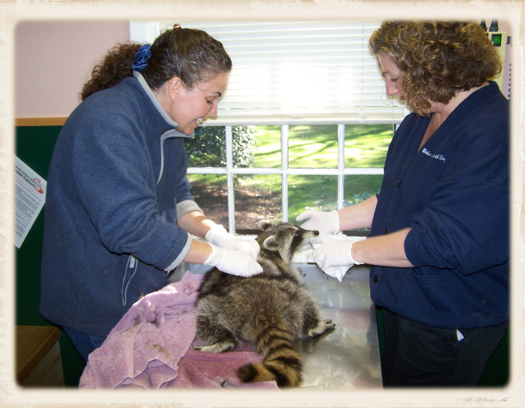 New Arc North East Wildlife Animal Rehabilitation Coalition